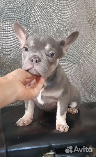 Мини девочка лилового окраса