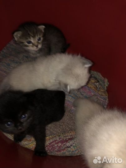 Вислоухие котята