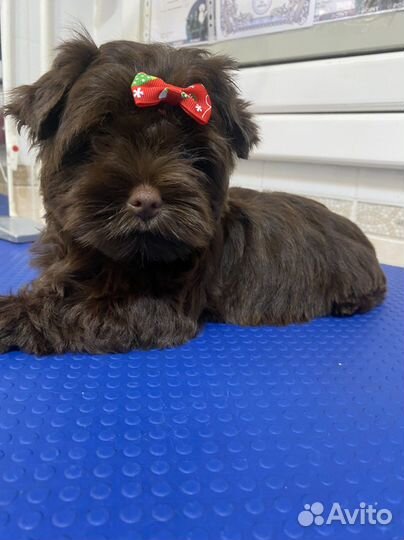 Бивер, шоколад