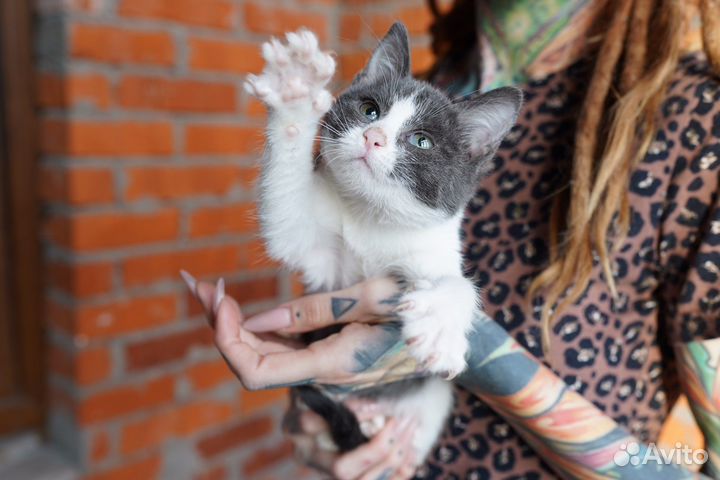 Котенок в добрые руки