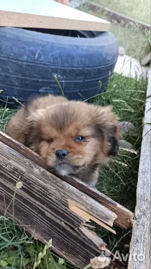 Собака,болеет глазик. Отдам в хорошие руки