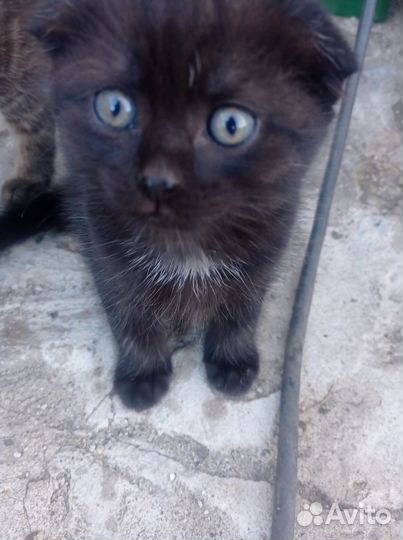 Котята в хорошие руки