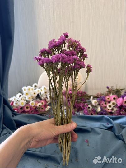 Сухоцветы для творчества, Статица