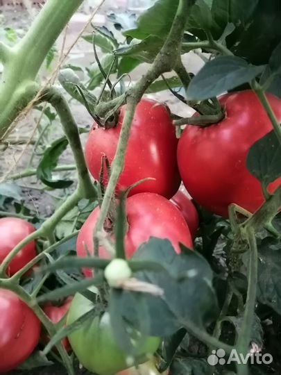 Продаю помидоры на выбор