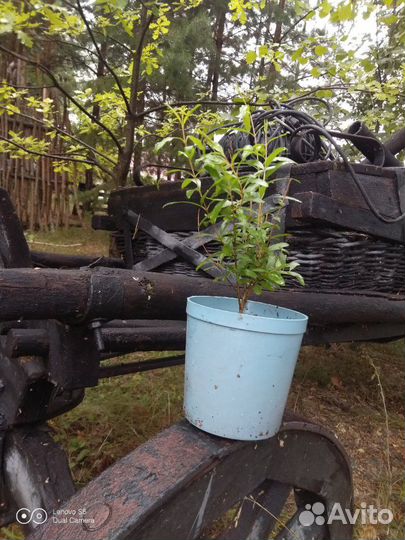 Комнатный гранат