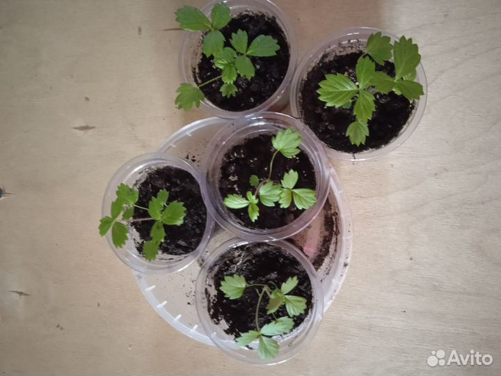 Рассада перца, томатов, Петуния, земляники