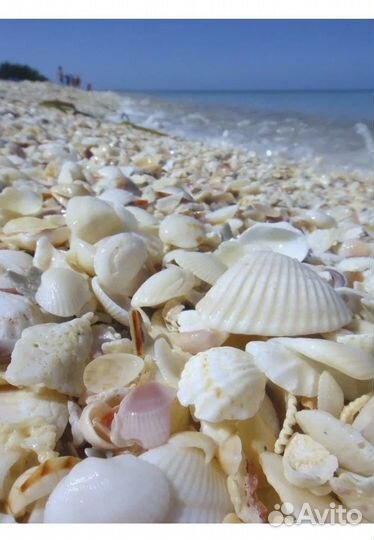 Морские ракушки