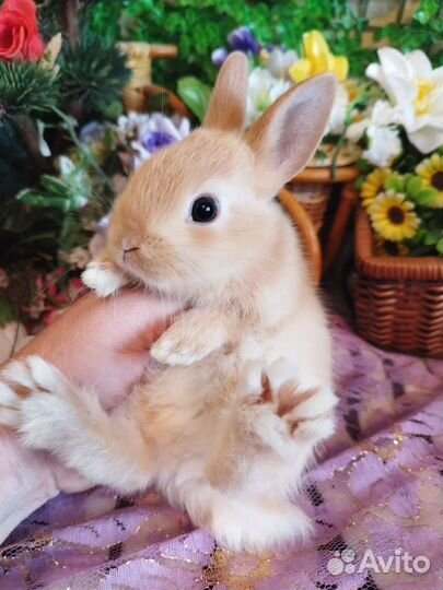 Карликовый кролик. Разные окрасы и возраст