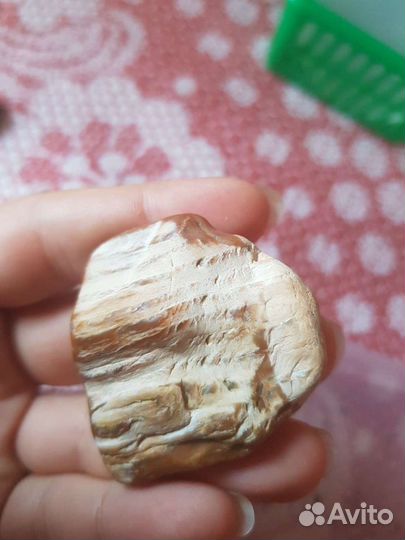 Окаменелое дерево Крым