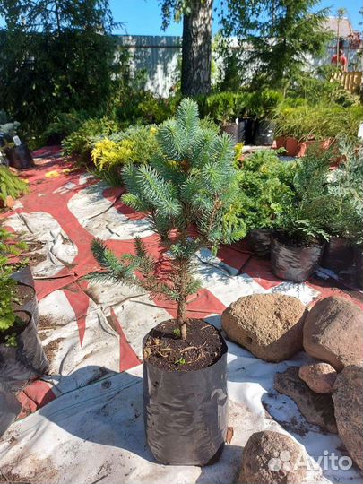 Picea pungens Iseli Fastigiate 45см