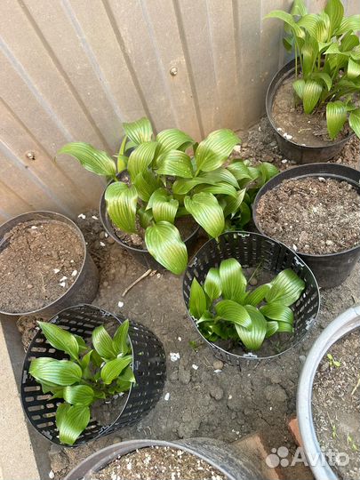 Хосты, лилейник, ирисы