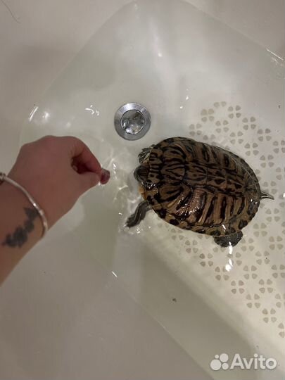Красноухая черепаха с аквариумом