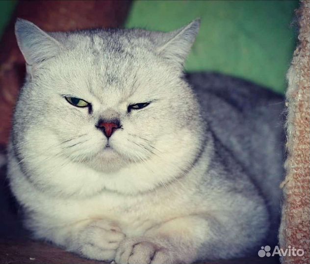 Шотландский кот вязка