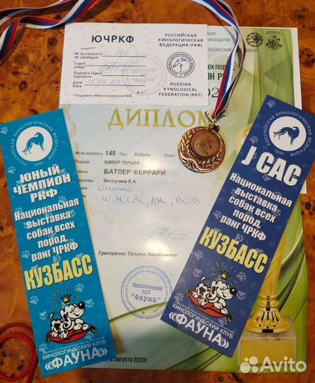 Щенки бивер йорка