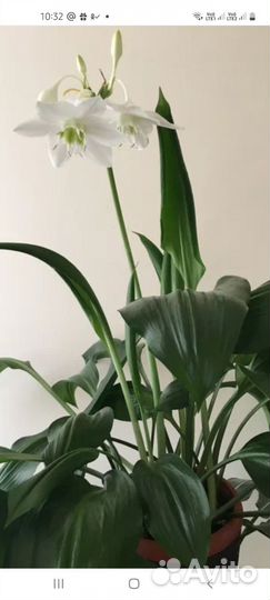 Эухарис амазонская лилия
