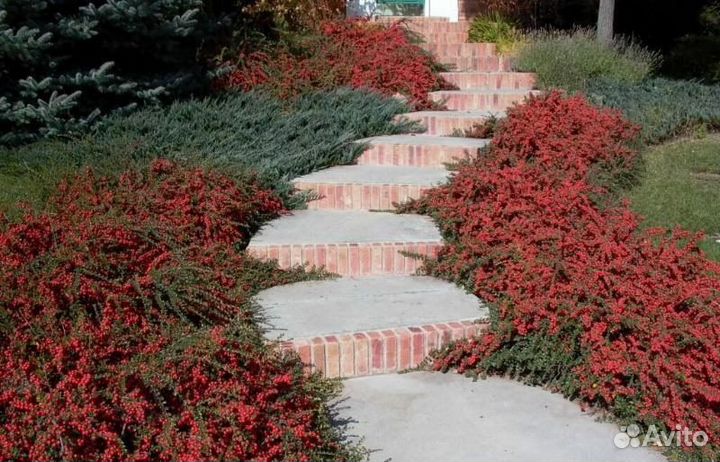 Кизильник, декоративный кустарник, разные виды