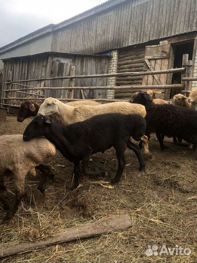 Курдючные бараны овцы