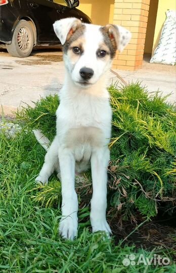 Собака в добрые руки щенок