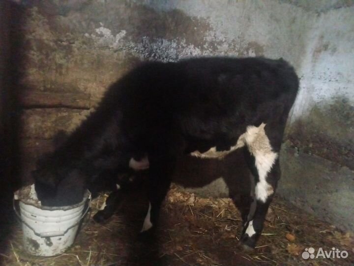 Голштинской порода