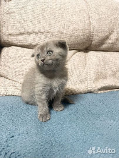 Котенок шотландский