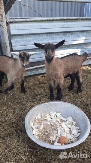 Козлята