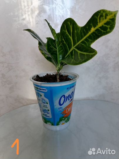 Комнатные цветы