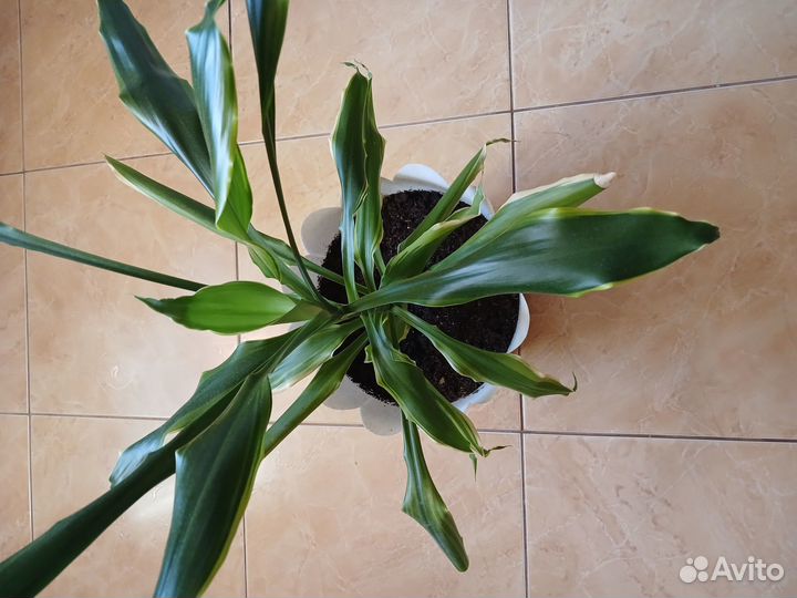 Пальма драцена