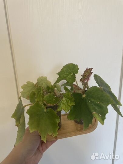 Бальзамин ванька мокрый