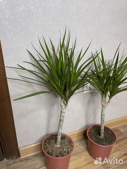 Пальма Драцена комнатные цветы