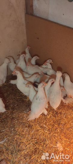 Куры несушки