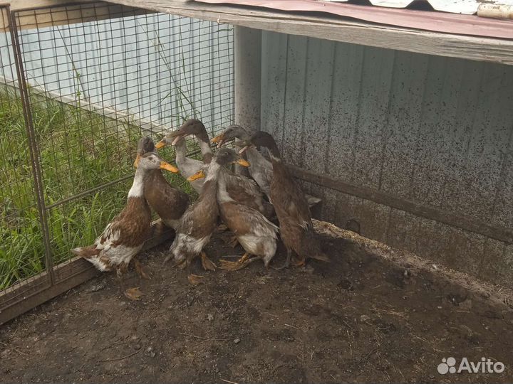 Селезнь индийский бегунок