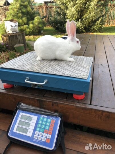 Белый Паннон кролик на племя