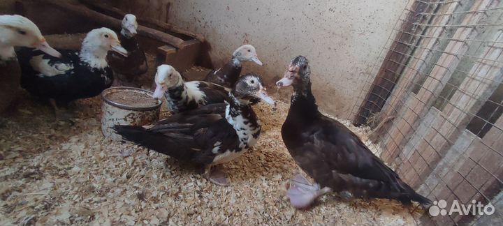 Индоуточки