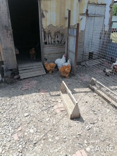 Продам курей брама