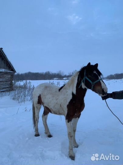 Лошадь Жеребец