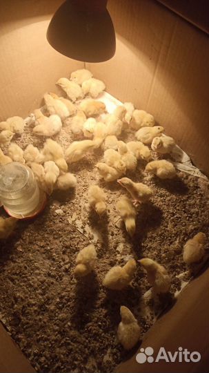 Перепелки суточные и подрощенные. Белый гигант