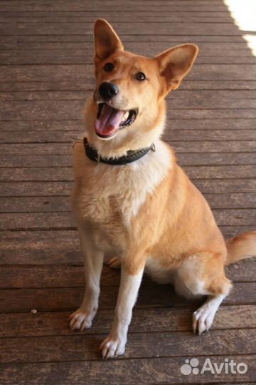 Отдаю даром собаку Доминику в добрые руки