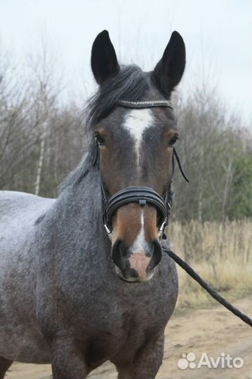 Упряжная и верховая кобыла