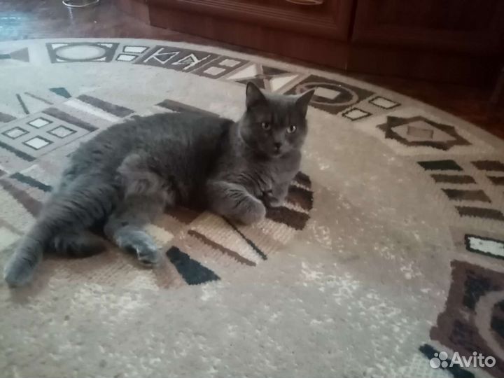 Британский кот