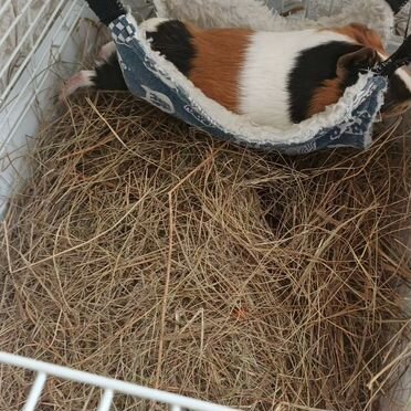 Морская свинка с клеткой