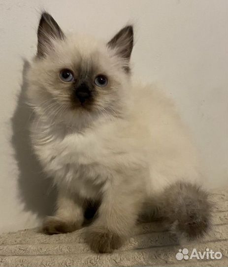 Сиамские котята