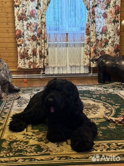 Собаки щенки