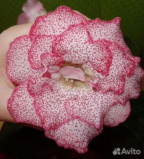 Глоксинии сортовые часть 1