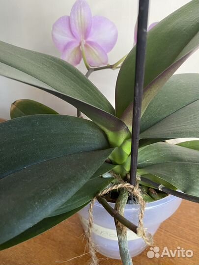 Орхидея фаленопсис