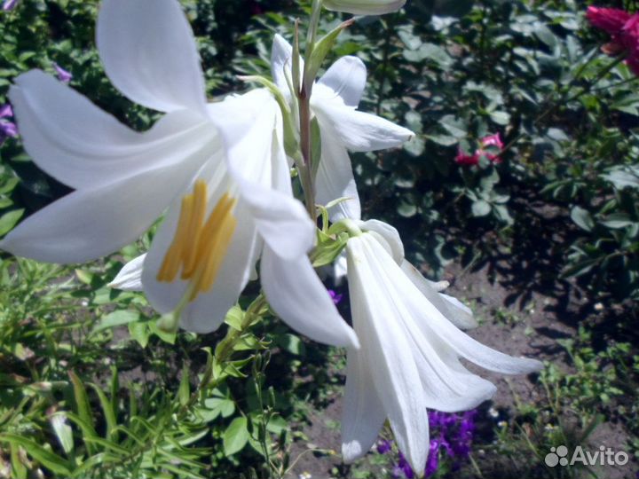 Садовые цветы