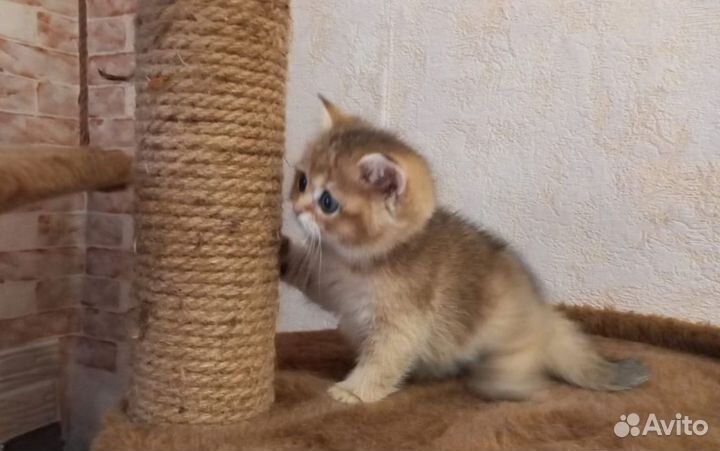 Шотландские котята