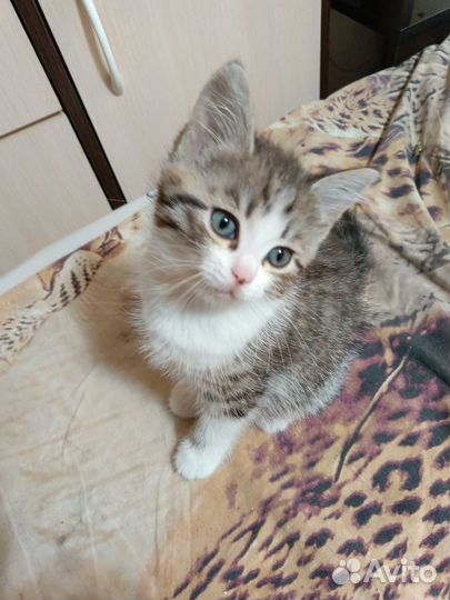 Кошки в добрые руки девочки. Ходят в лоток