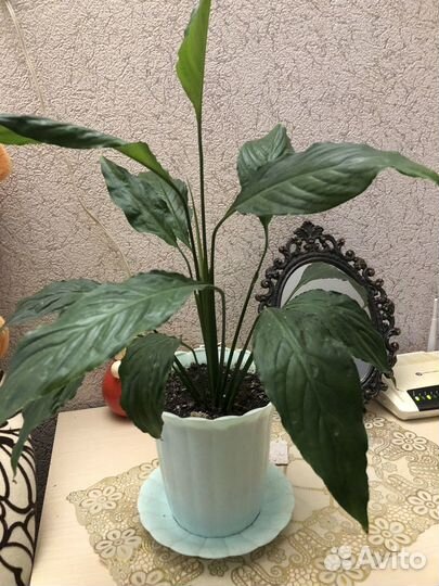 Спатифиллум