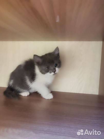 Отдам котяток
