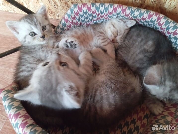 Британские котята прямо ухие